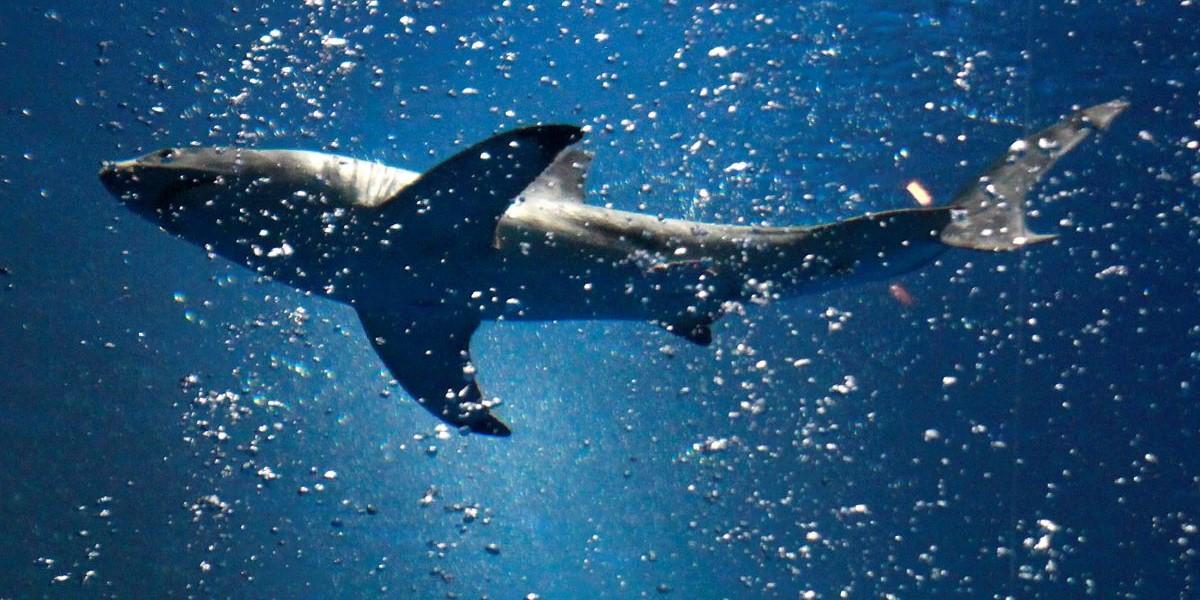 Börshajarna har svärmat runt Saab i år. Aktien står i en egen liga när det gäller mest handlad på Stockholmsbörsen i år visar en genomgång av Placera.