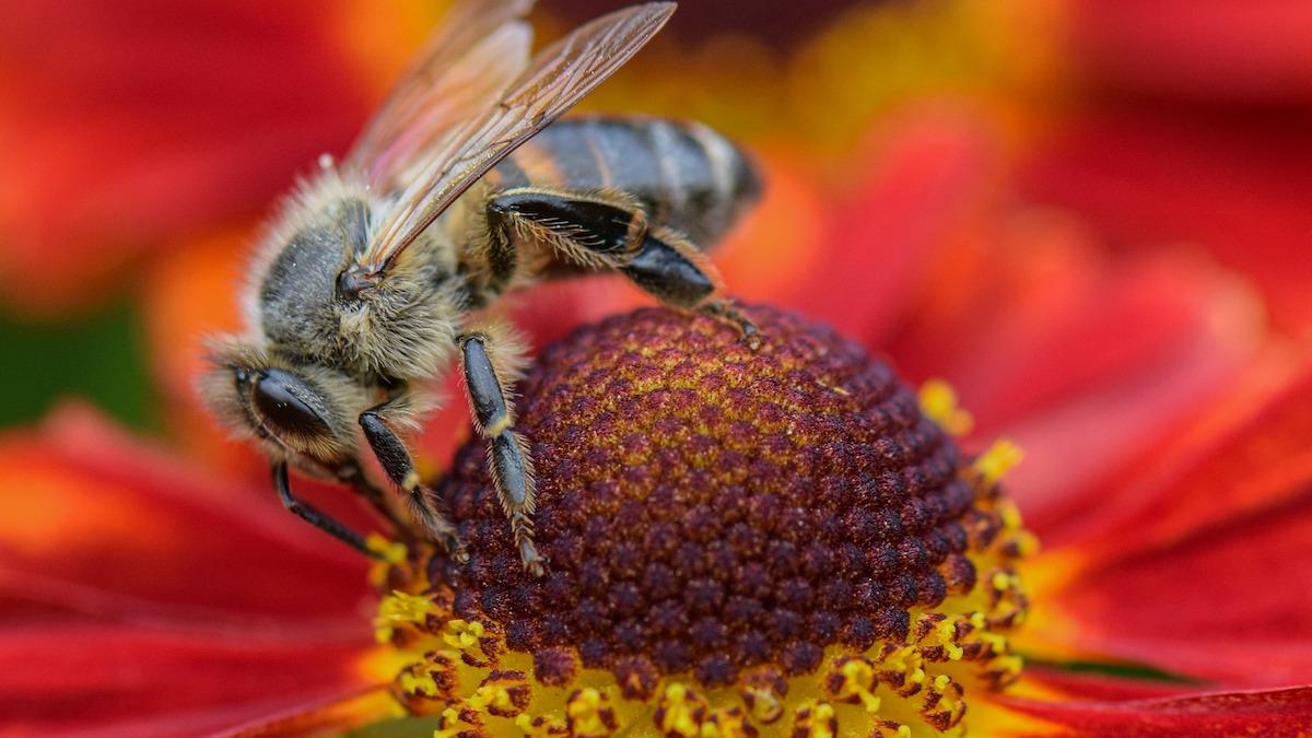 ECB: "Förstör naturen och du förstör ekonomin"