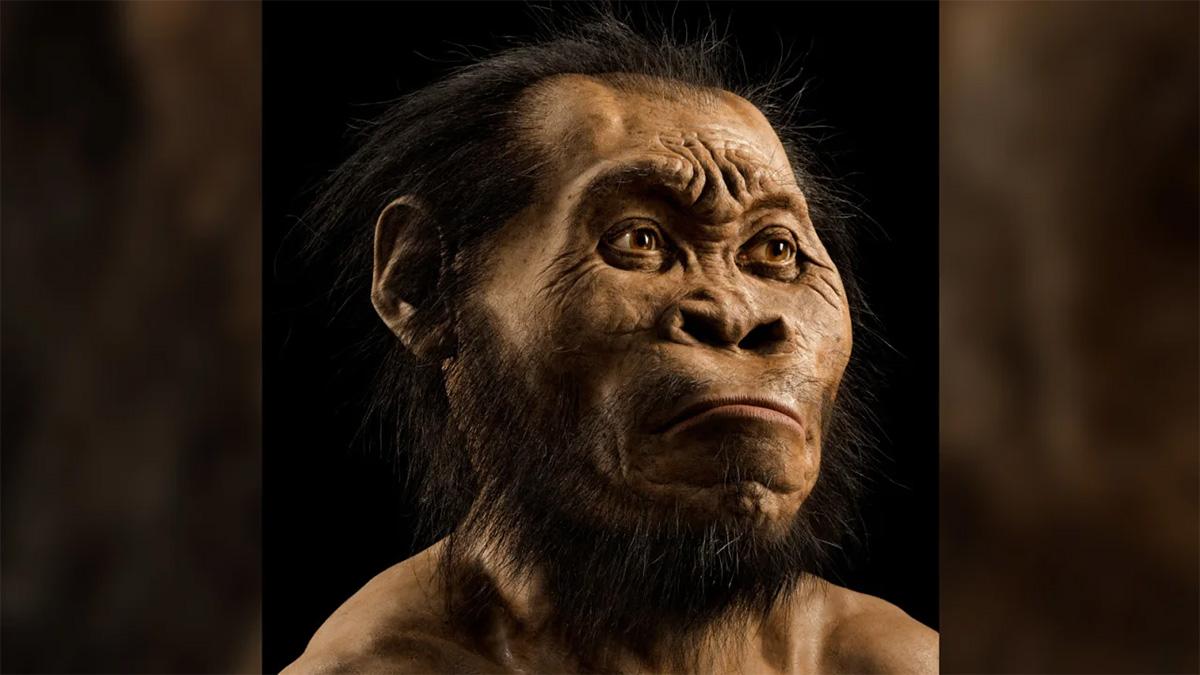 homo naledi