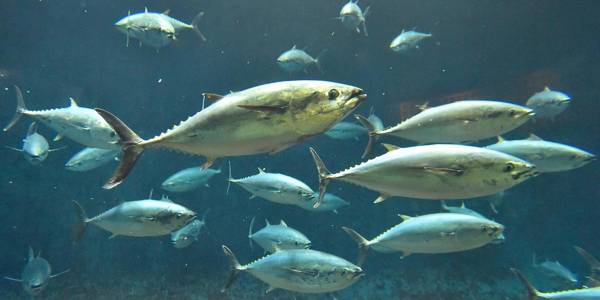 Den atlantiska blåfenade tonfisken är tillbaka i Öresund