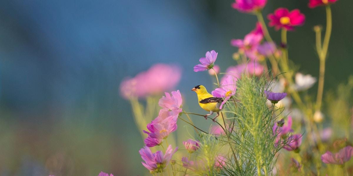 Växter hotas av klimatförändringar och forskare har varnat för att 45 procent av alla blommande växter kan vara hotade av utrotning