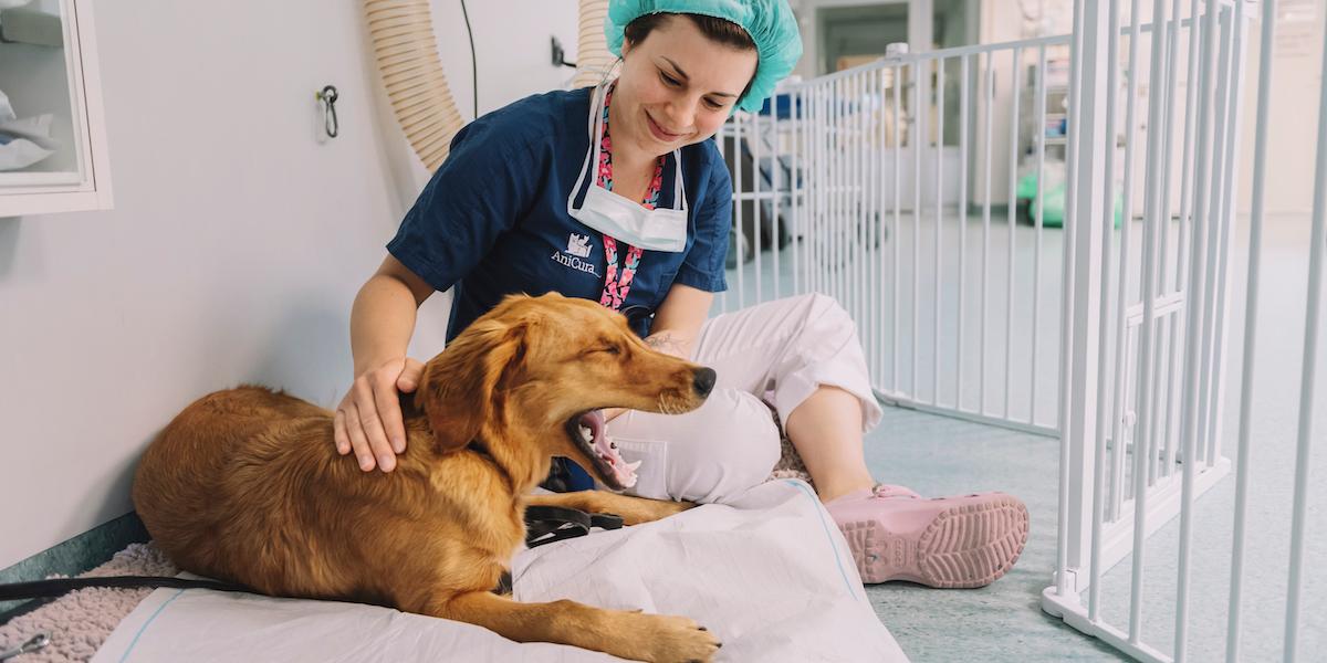 Nu är det priset på tjänster som ökar snabbast och den allra högsta årsförändringen har priset på veterinärtjänster haft