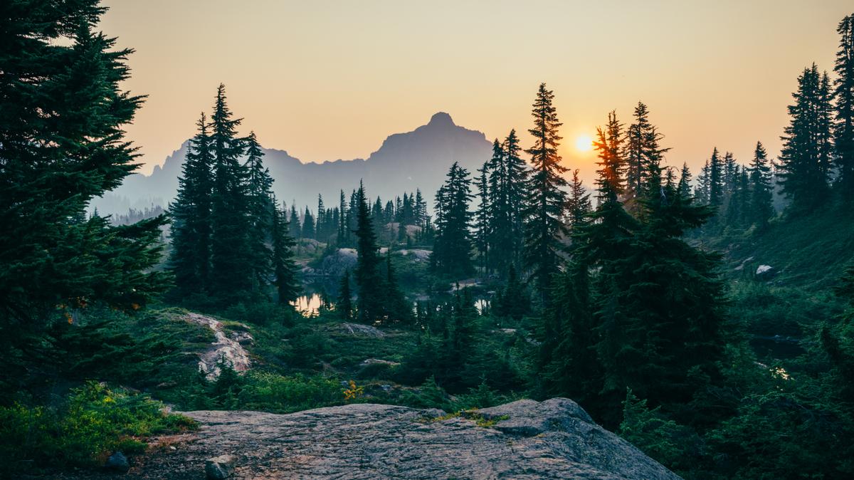 En ny rapport visar att storbankerna inte tar ansvar för att de är med och förstör miljön. Foto: Sergei Akulich/Unsplash