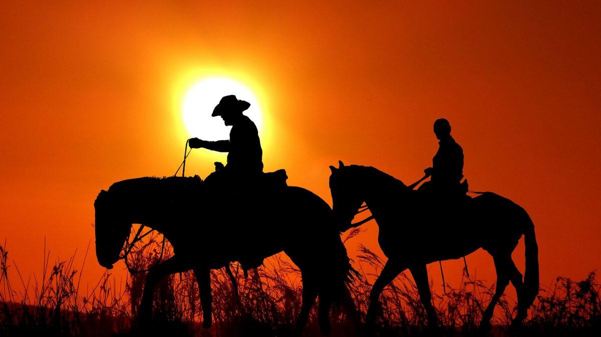 Vi ställer två kaliforniska Cabernet Sauvignon-viner mot varandra. Det ena, Black Stallion Estate Winery, har tagit sitt namn från de stora ridanläggningarna som tidigare fanns på ägorna. (Foto: Pixabay)