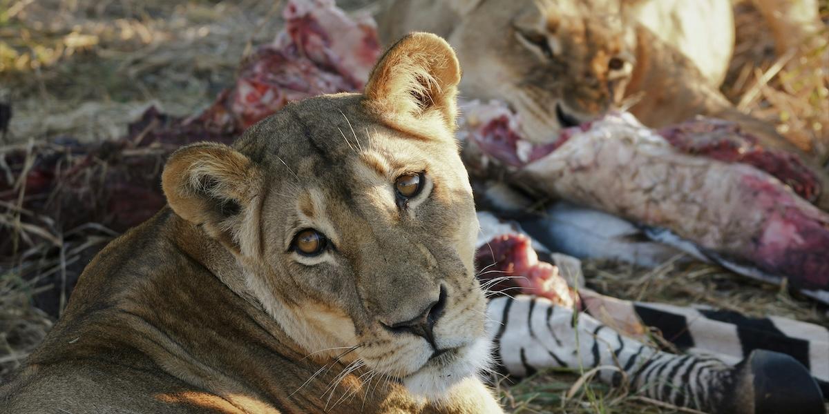 En pojke från Zimbabwe gick vilse och överlevde fem dagar ensam bland lejon i en av landets farligaste viltparker.