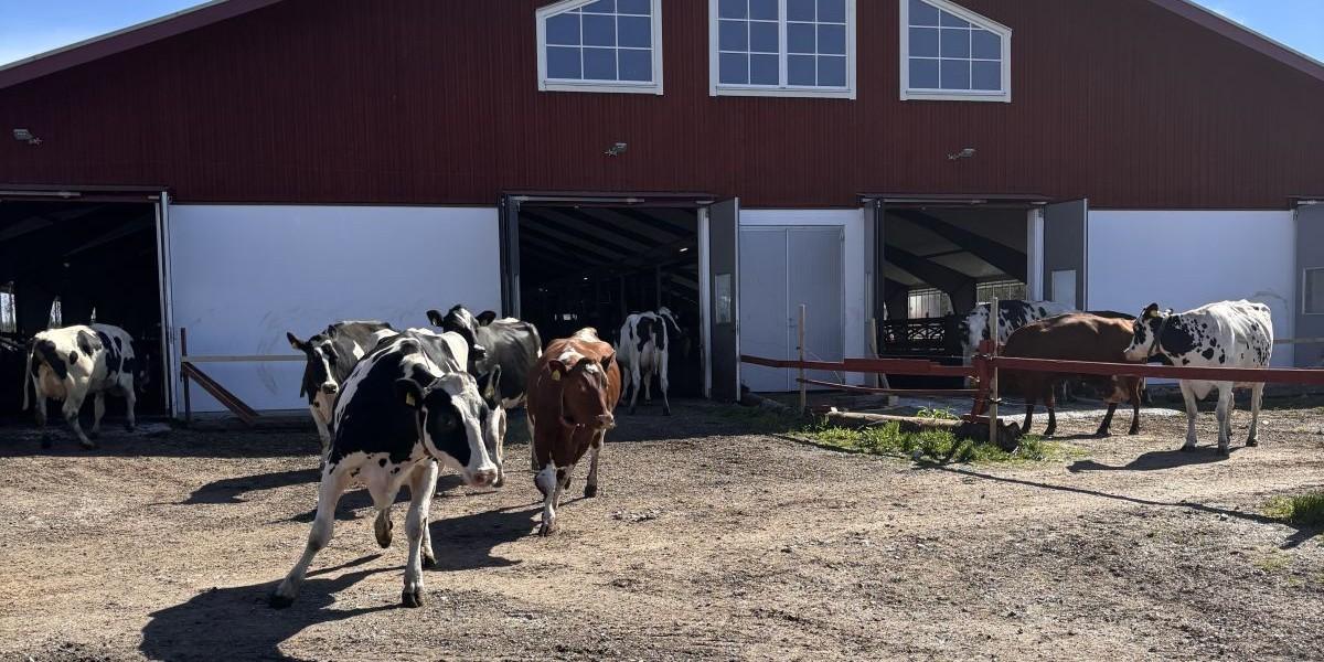 Kosläpp hetare än cupfinal