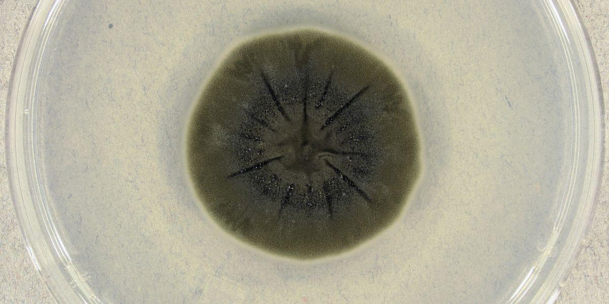 Cladosporium sphaerospermum