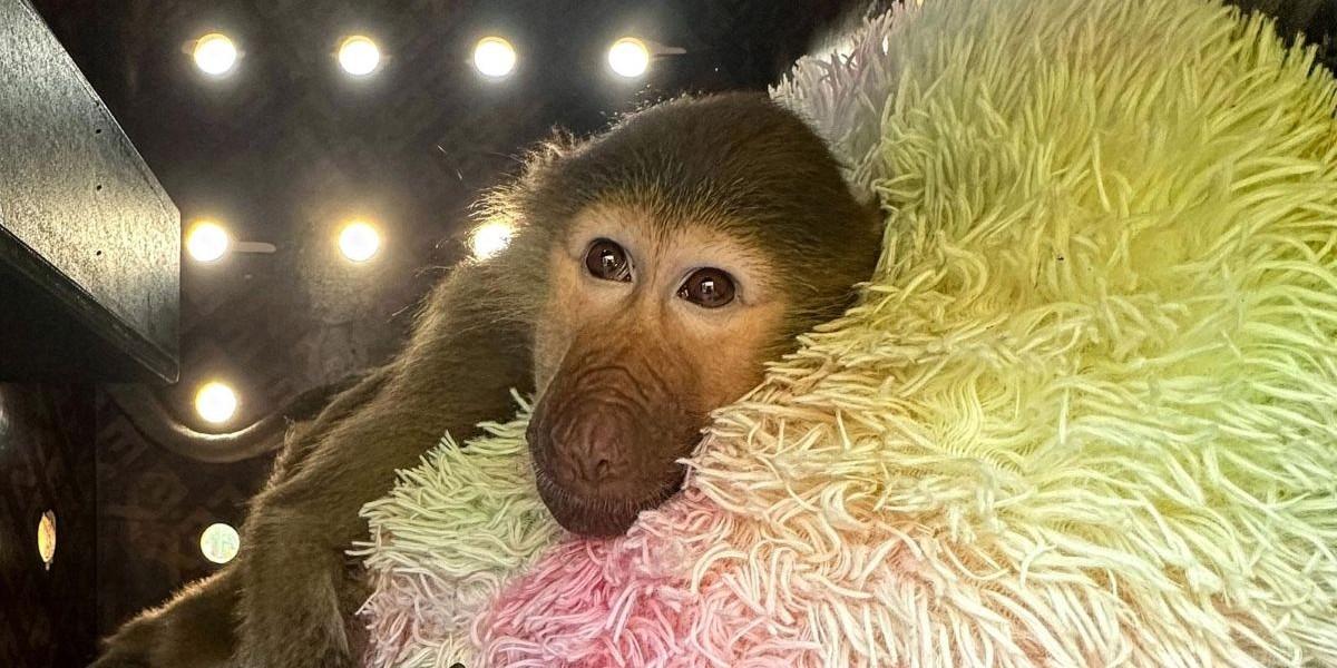 DHL:s mest udda leveranser globalt