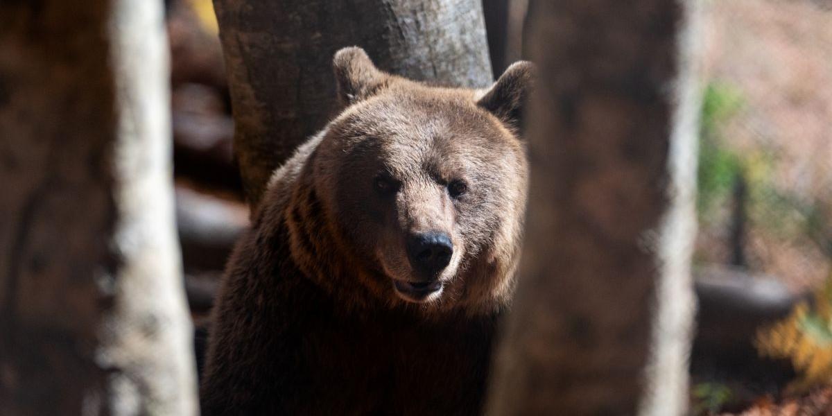 Då blir björnar mindre aggressiva